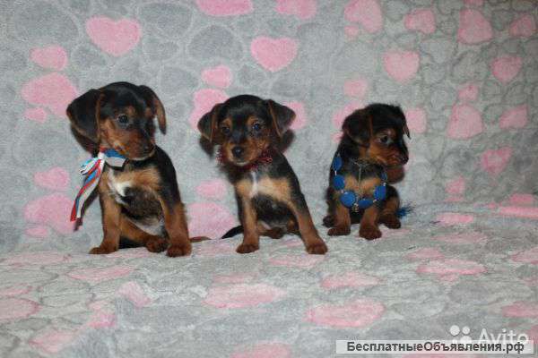 Милых Щенят