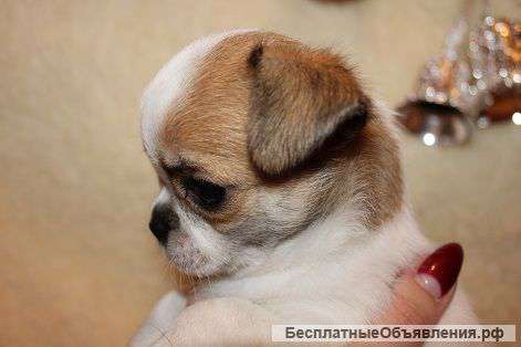 Девочка чихуахуа