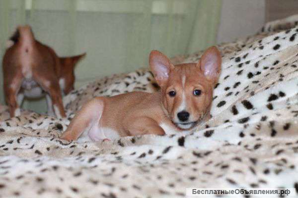 Очаровательный мальчик басенджи