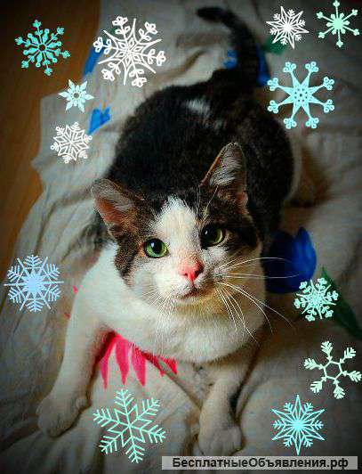 Прекрасный дорый котик