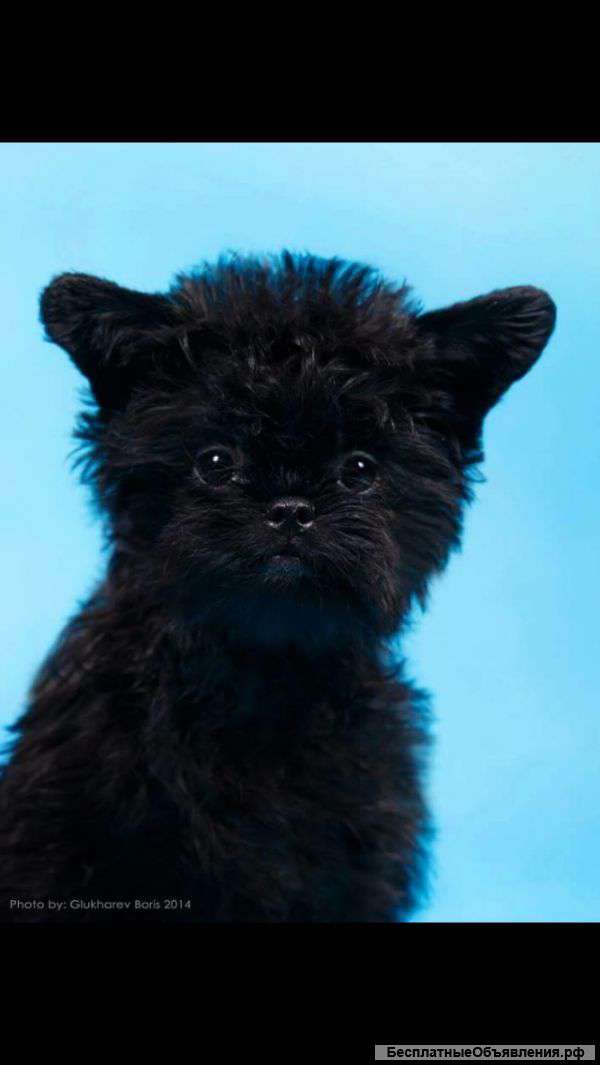 Аффенпинчер