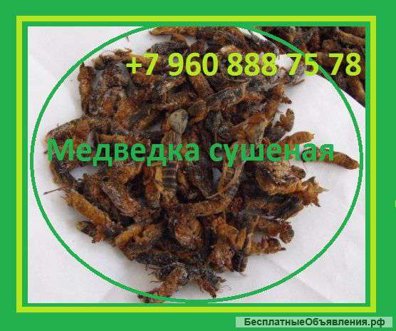 Медведка сушеная китайская