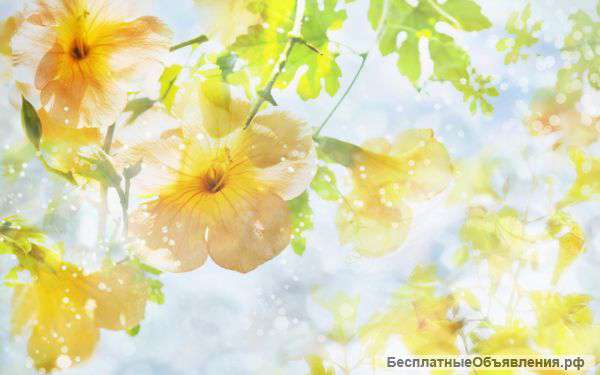 Старший менеджер