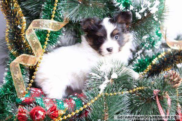 Щенки папильона