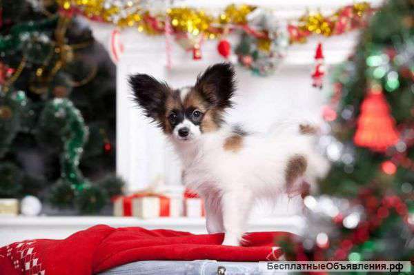 Перспективные щенки папильона