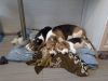 Девочки бигль
