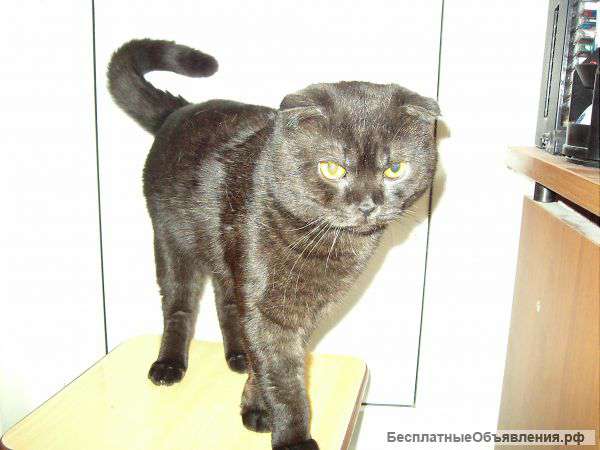 Приглашение кошечек на вязку