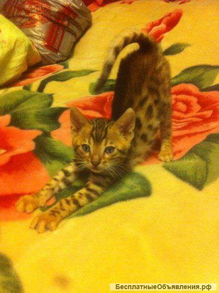 Котята Бенгалята