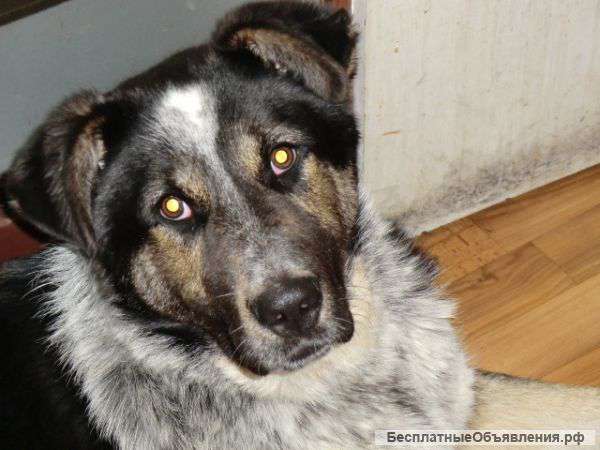 Отдам собаку в частный дом