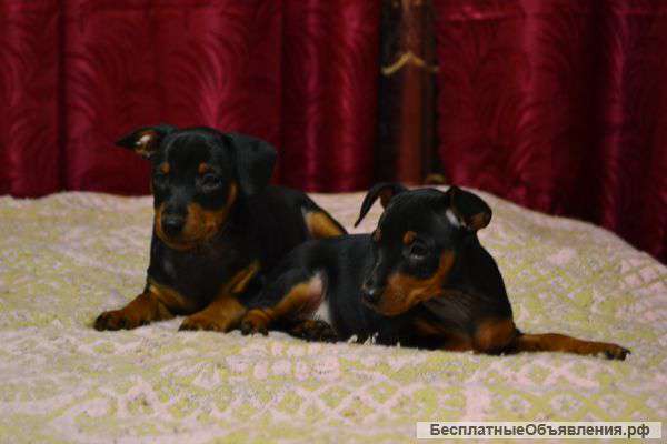 Щенки цвергпинчера