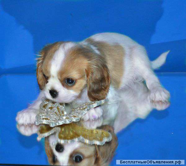 Кавалер Кинг Чарльз спаниель малыш по кличке Брайтон 2 мес