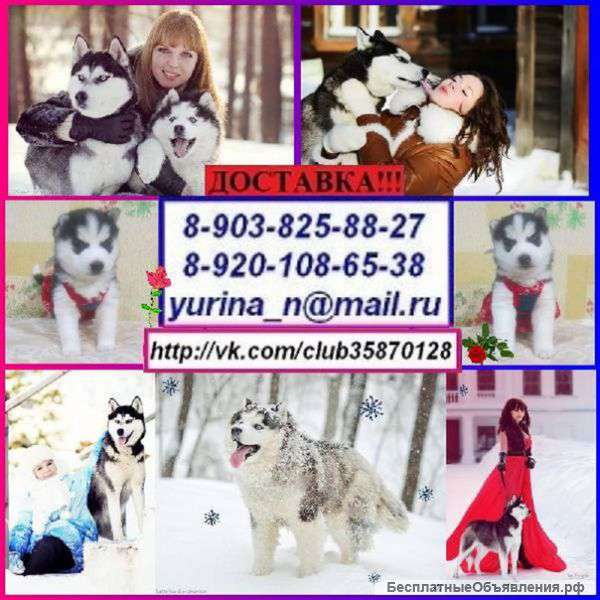 Голубоглазые чёрно-белые щеночки хаски