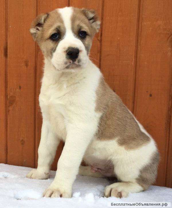 Клубные щенки Алабая