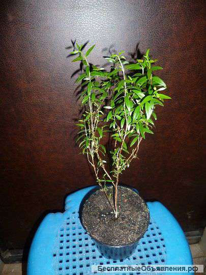 Мирт мелколистный 3 года