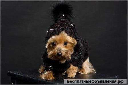 Одежда для собак URBAN-DOGS оптом и в розницу