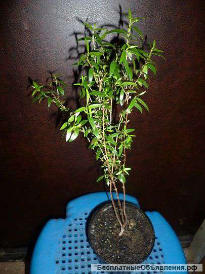 Мирт мелколистный 2 года