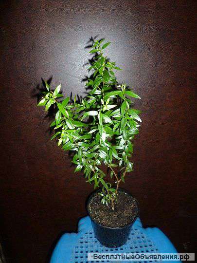 Мирт мелколистный 4 года