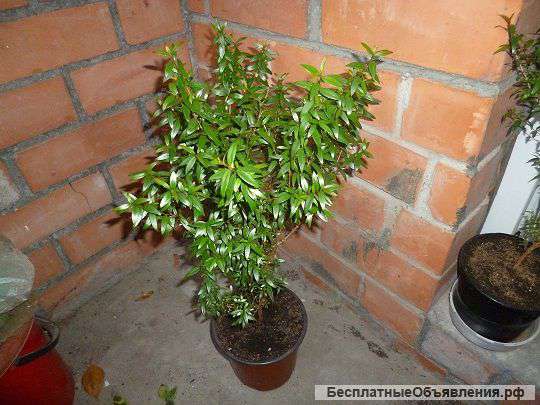 Мирт мелколистный 10 лет