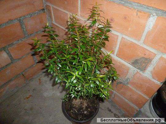 Мирт мелколистный 7 лет