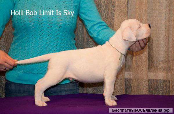 Щенки аргентинского дога