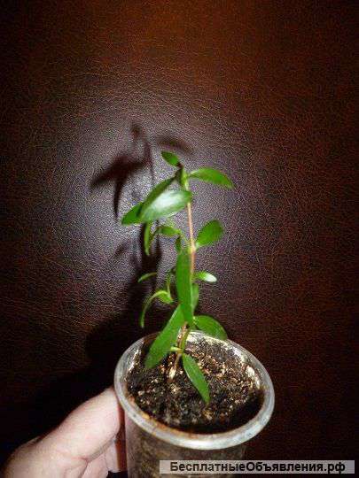 Мирт мелколистный черенок 2 месяца