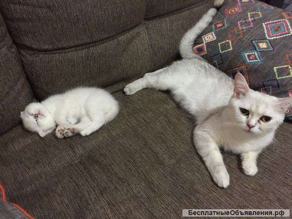 Котята скотиш страйт