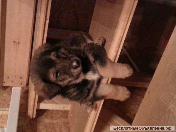 Ищу хорошие добрые руки для двух маленьких щеночков