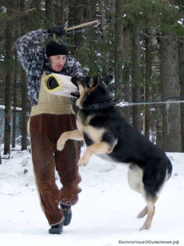 Шикарные Восточники