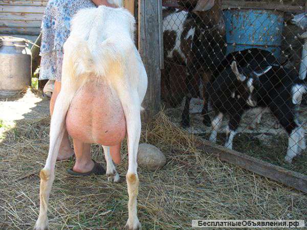 Козье молоко