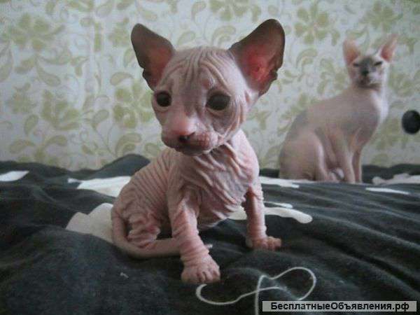 Премиум - класса Котенок