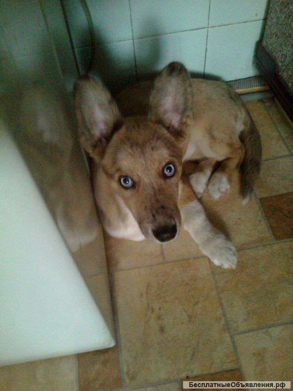 Вельш корги кардиган