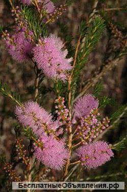 Мелалеука Глаберрима черенок 2 месяца