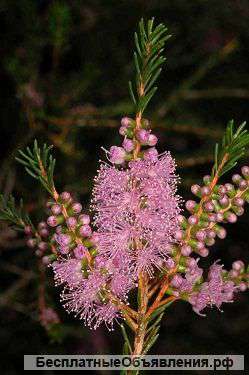 Мелалеука Глаберрима подрощенный черенок 4 месяца