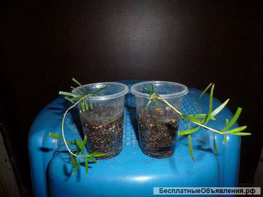 Мелалеука Классическая нижние черенки 1 месяц