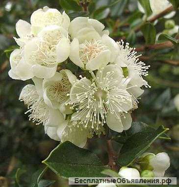 Лума (Люма) чилийский мирт 1,5 года