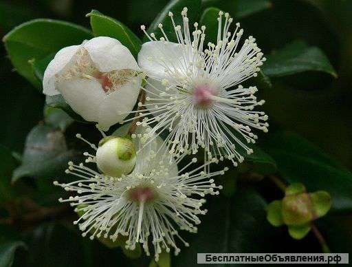 Лума (Люма) чилийский мирт черенок промежуточный 2 месяца