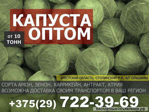 Капуста оптом в РБ и РФ от 10 тонн