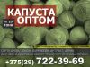Капуста оптом в РБ и РФ от 10 тонн