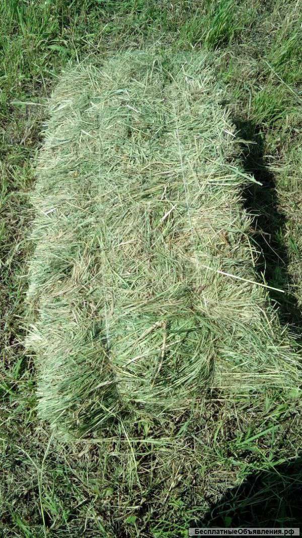 Луговое сено в тюках 2016 года