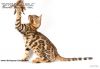 Бенгальских котят