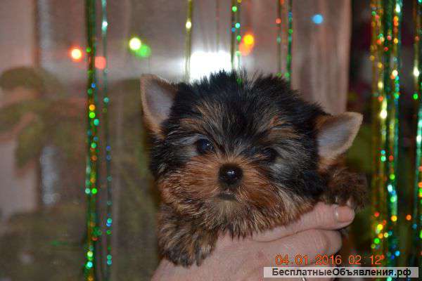 Йоркширские терьеры мини и стандарт