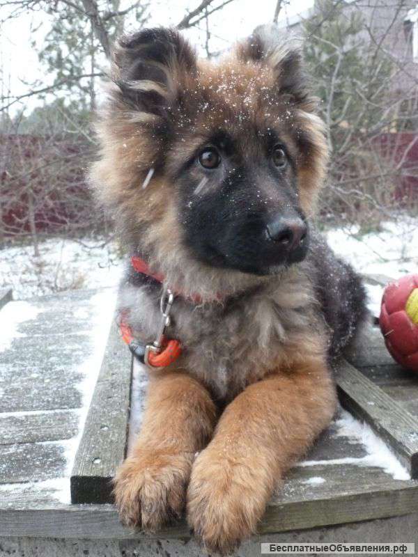 Классные д ш немецкой овчарки щенки