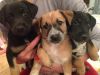 Отдам в добрые руки очень классных щенков