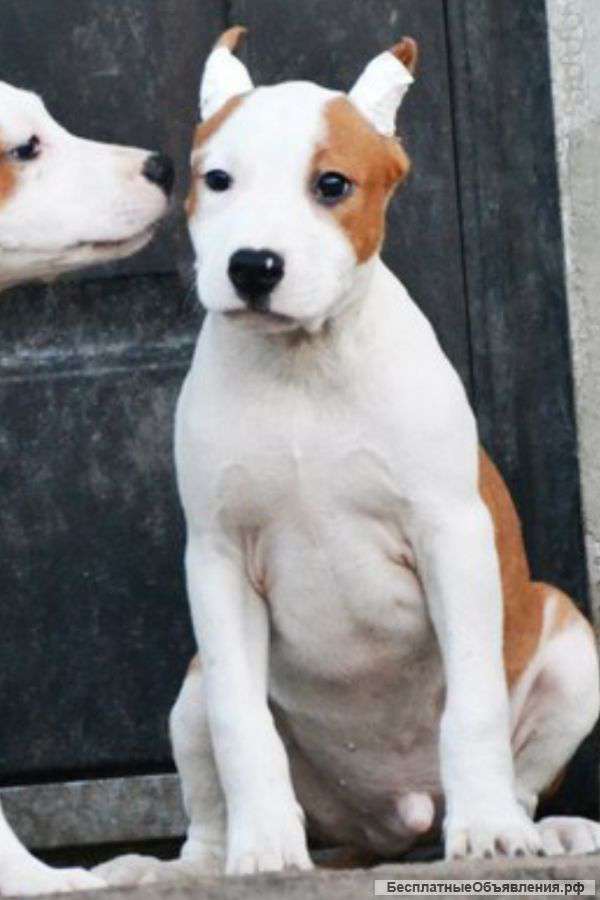 Щенок ам. стаффордширский терьер, из питомника, привит, документы, настоящий