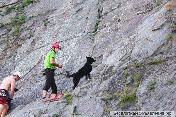 Ищем нового хозяина для собаки