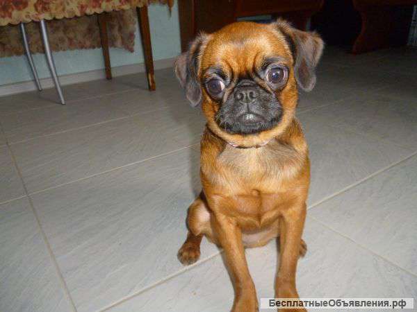 Щенок - девочка пти-брабансона