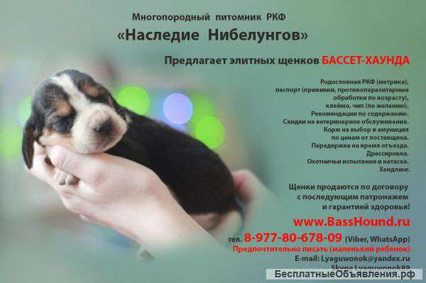 Щенки бассет-хаунда