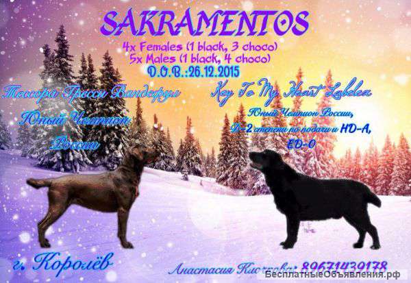 Первые малыши от импортного папы