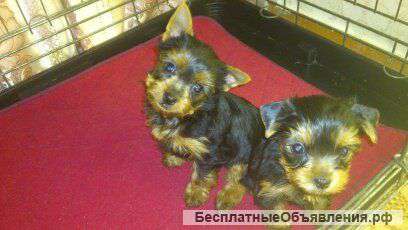 Щенки Йоркширского терьера