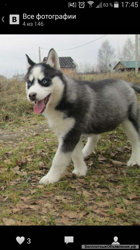 Щенка хаски недорого